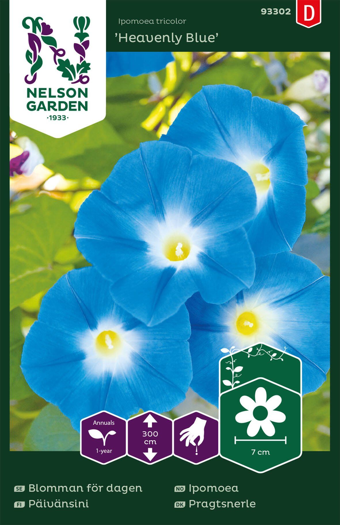 Ipomoea