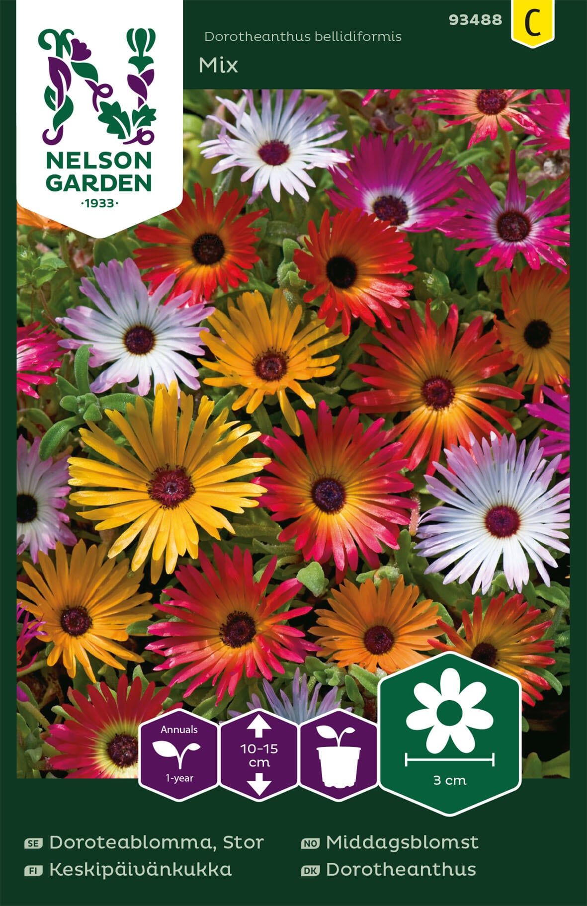 Middagsblomst